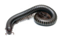 Analocostreptus servatius adult